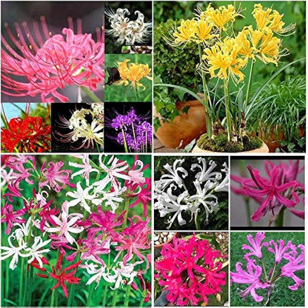 Plantogallery Lycoris Lily Flower Bulbs For Home Garden (5pcs)