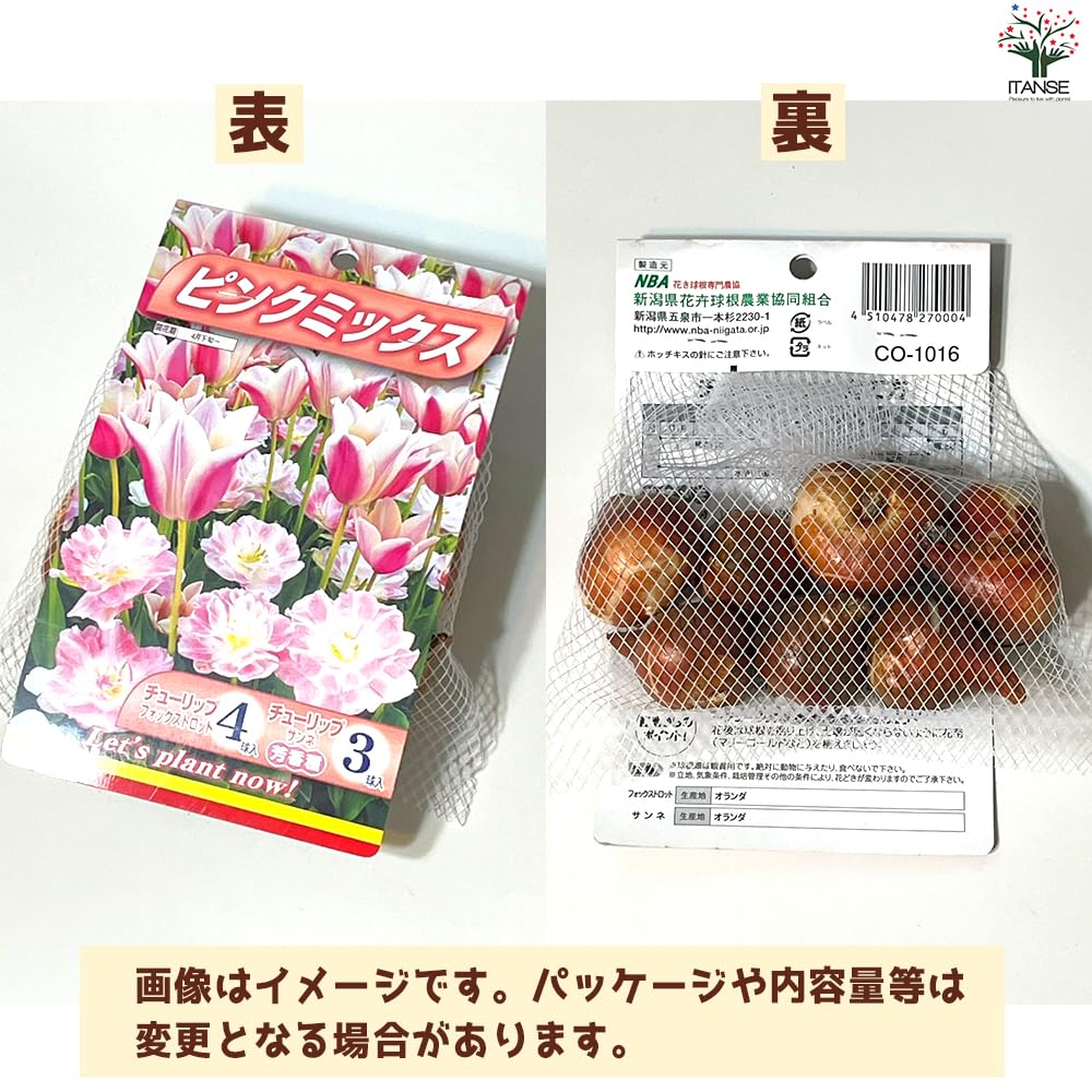 Amazon.co.jp: ITANSE 球根 チューリップ ピンクミックス 7球