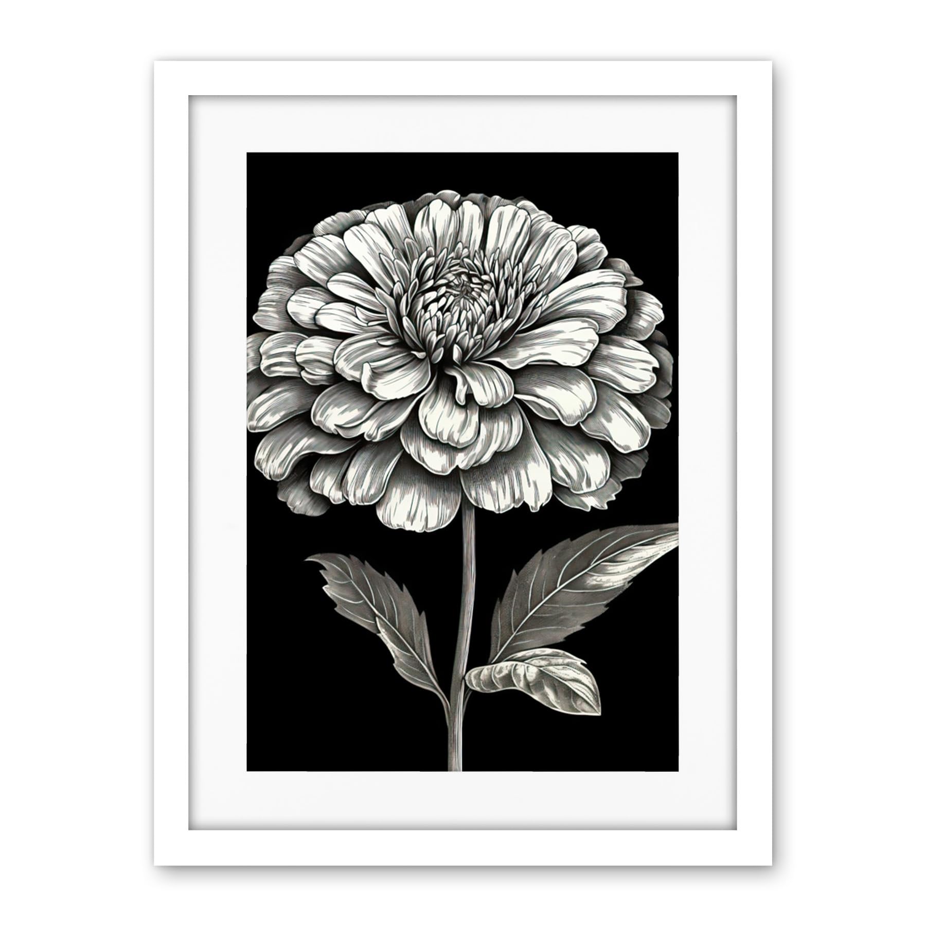 Artery8 Zinnia Flower Bloom Black and White Illustration Artwork Framed Wall Art Print 18X24 Inch