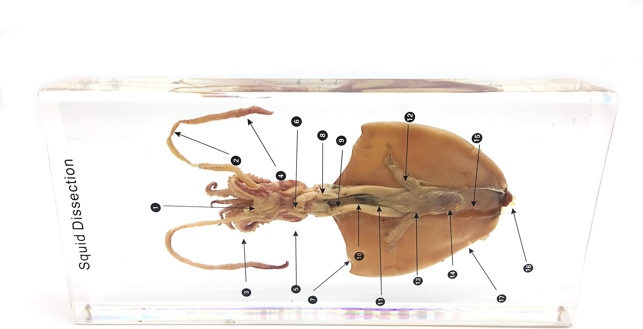 Squid Cuttlefish Dissection Specimen in Acrylic Block Paperweights Science Classroom Specimens for Science Education(8.7x4.1x1.2 inch)