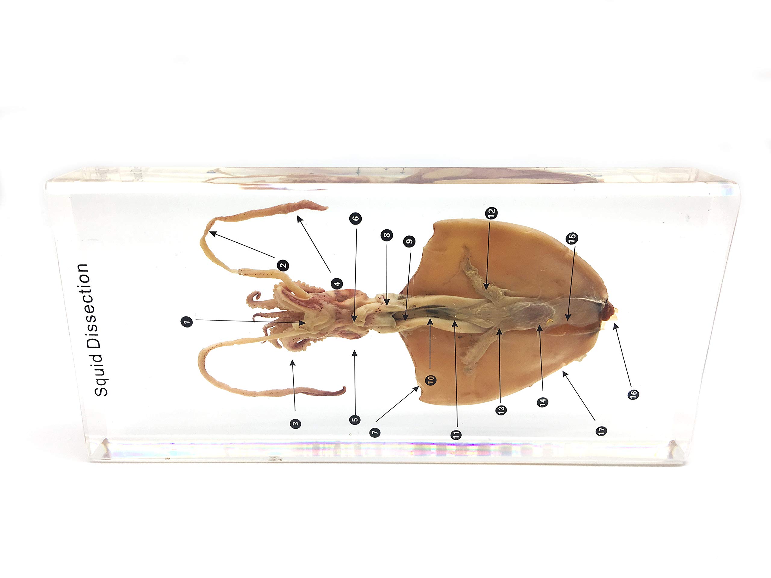 Squid Cuttlefish Dissection Specimen in Acrylic Block Paperweights Science Classroom Specimens for Science Education(8.7x4.1x1.2 inch)
