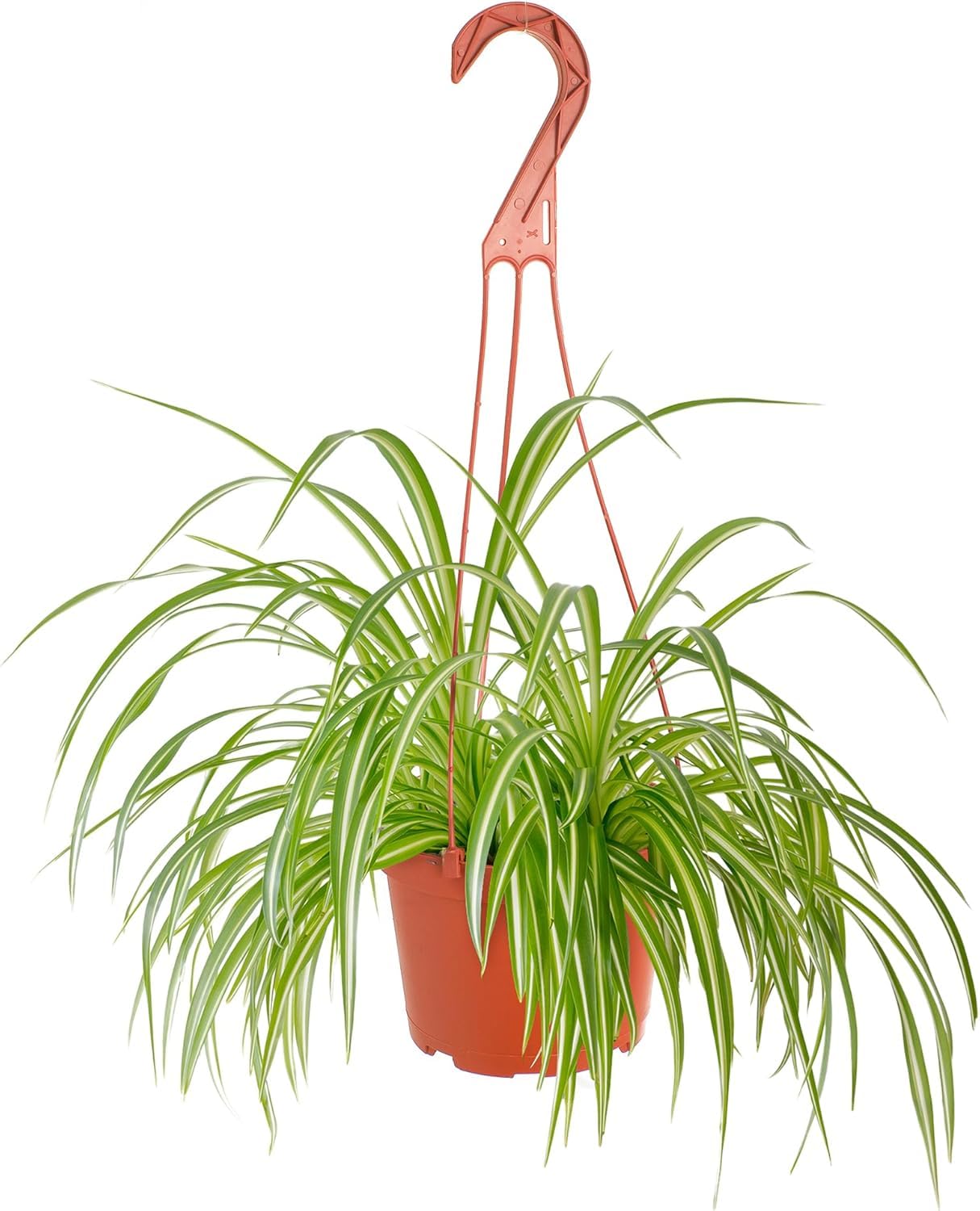Shop Succulents Spider Plant