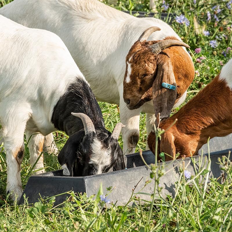 Miniatura 3 de Premier 1 BlueLite - Electrolitos de oveja y cabra  Cuchara de 6 libras fácil de mezclar formulada por veterinarios  Puede ayudar a reducir el