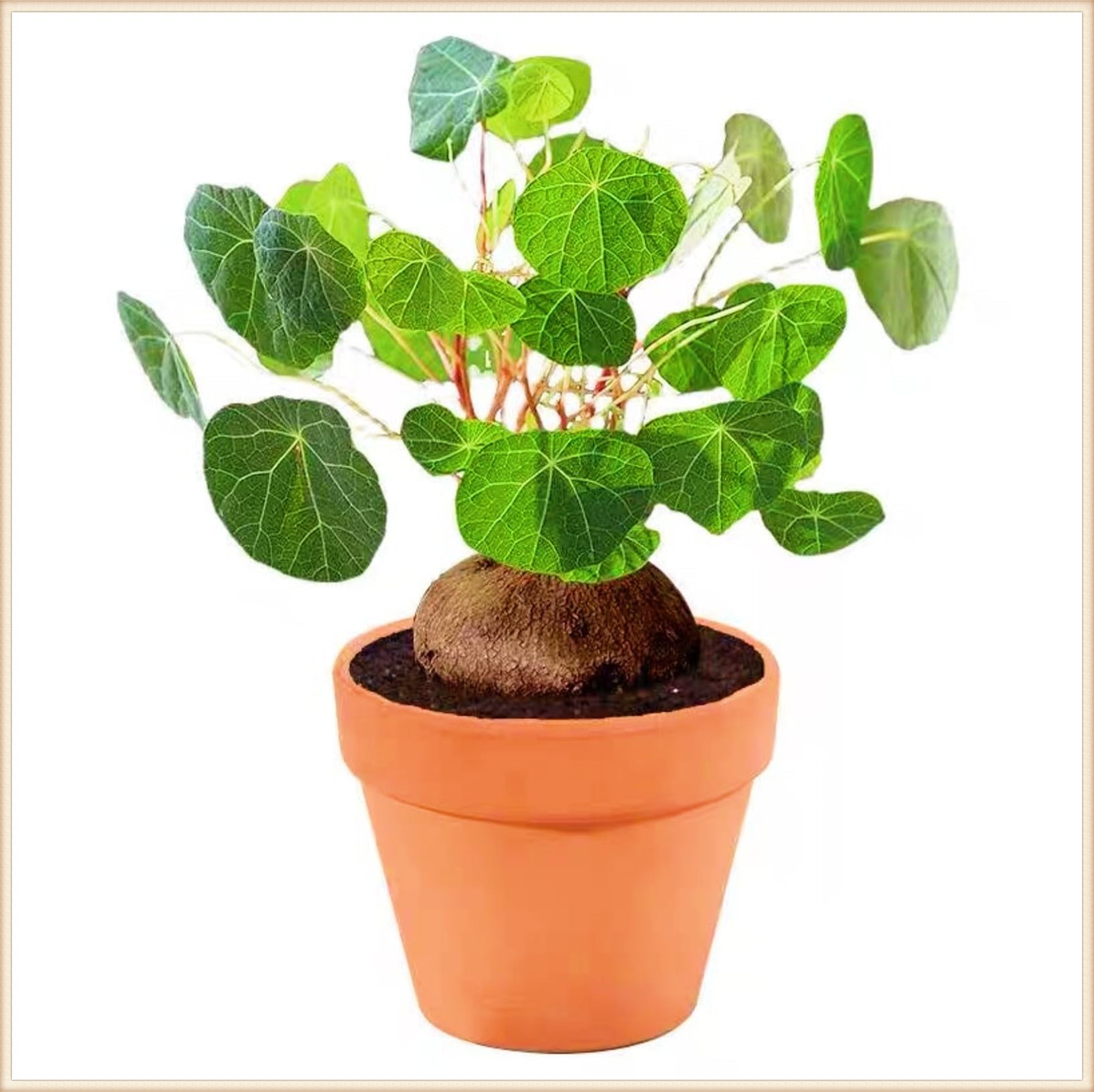 Stephania erecta Live Plant,Stephania erecta Bulb,Wedding Flowers/Potted/Plants/Rhizome/Ornamental-1bulbs-c — image 1