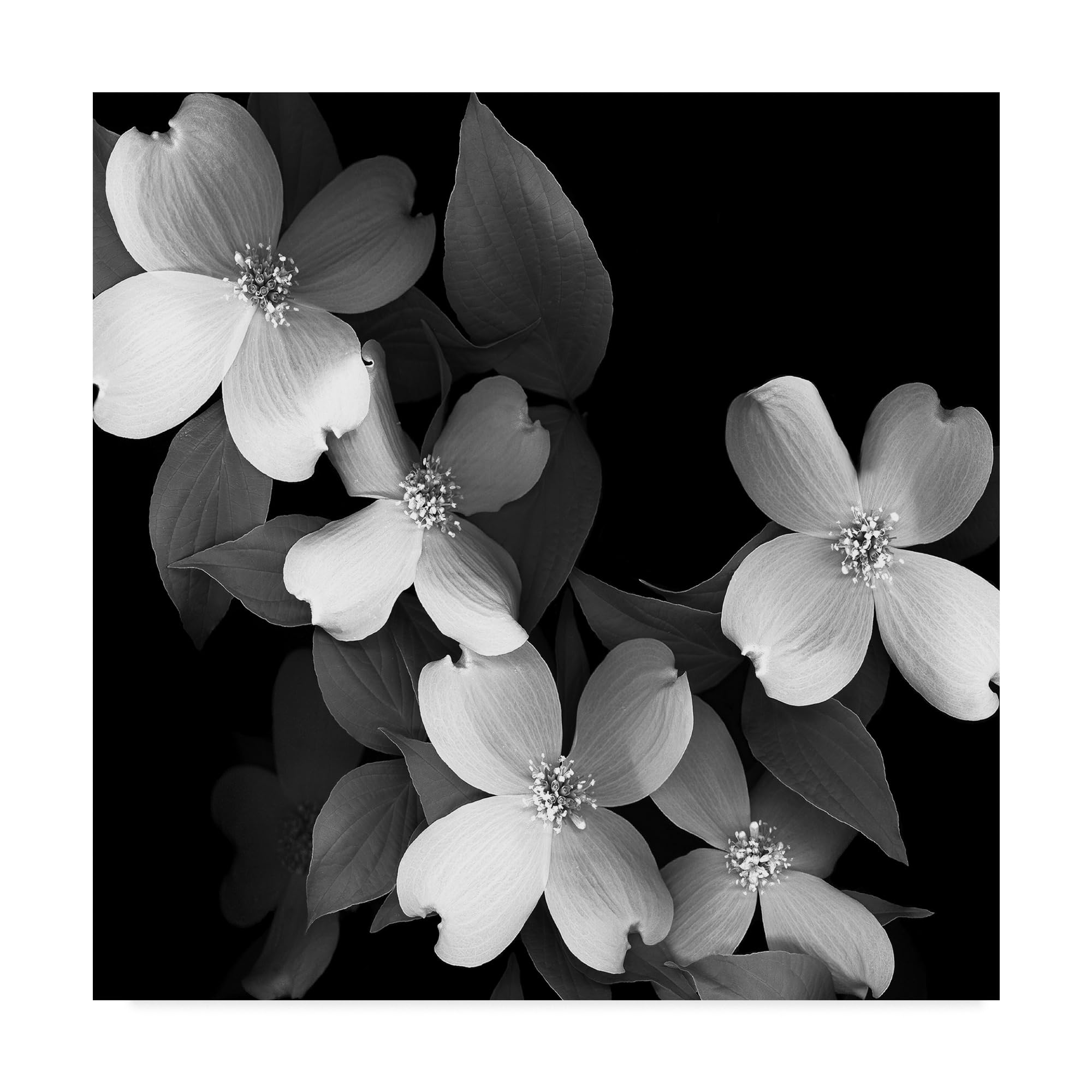 Condition photo showing New/Like New for susan s. barmon 'dogwood black and white' canvas art
