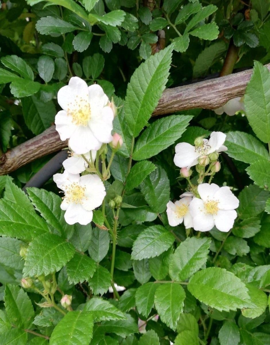 Amazon.co.jp: ノイバラ トゲ無し野薔薇 の挿し木苗 1株 : DIY