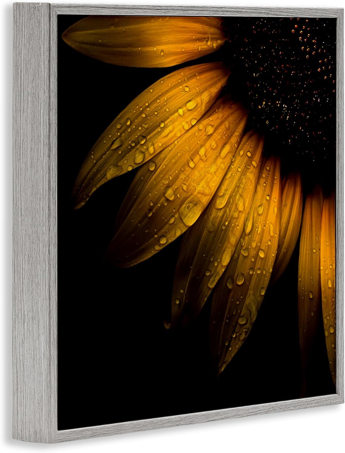 Stupell Industries Sunflower Detail with Droplets Gray Framed Giclee Art, design by Brian Carson Photography, 12 x 12