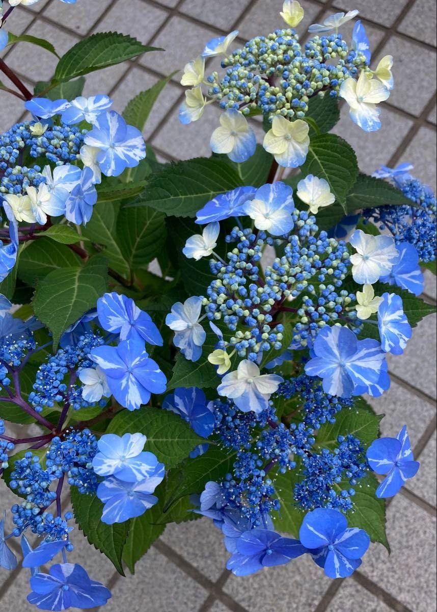 Amazon.co.jp: 紫陽花苗 アジサイ挿し木苗 1株 : DIY・工具・ガーデン