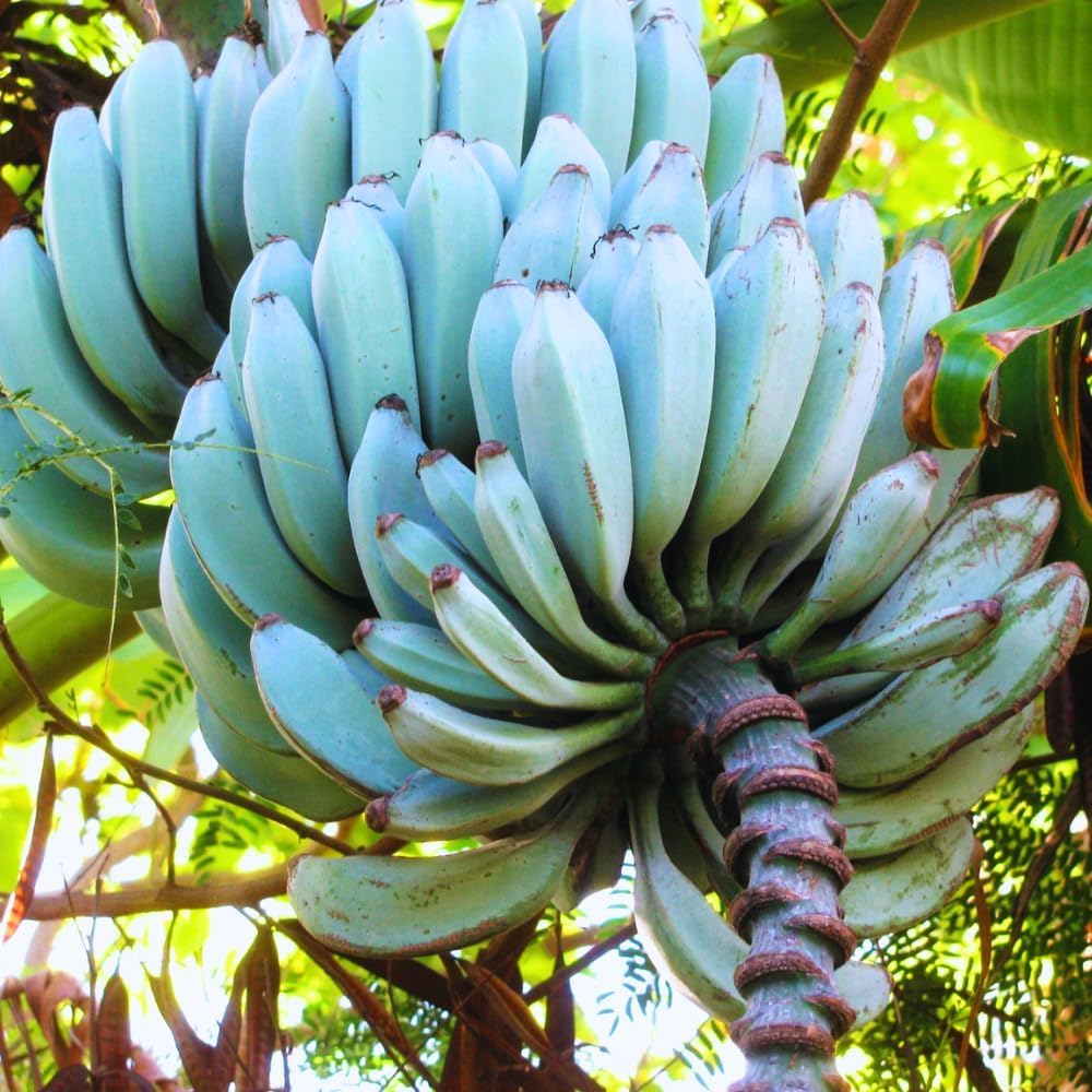 Ice Cream Banana Tree Live Plant, Blue Banana Fruit Plant Well Rooted, 5 to 7 Inch Tall, No Pot