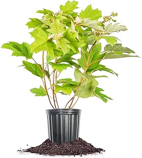Perfect Plants Oakleaf Hydrangea in 1 Gal. Growers Pot - Stunning White to Pink Blooms and Unique Oak Leaf-Shaped Leaves - Hardy Perennial for Outdoor Gardens