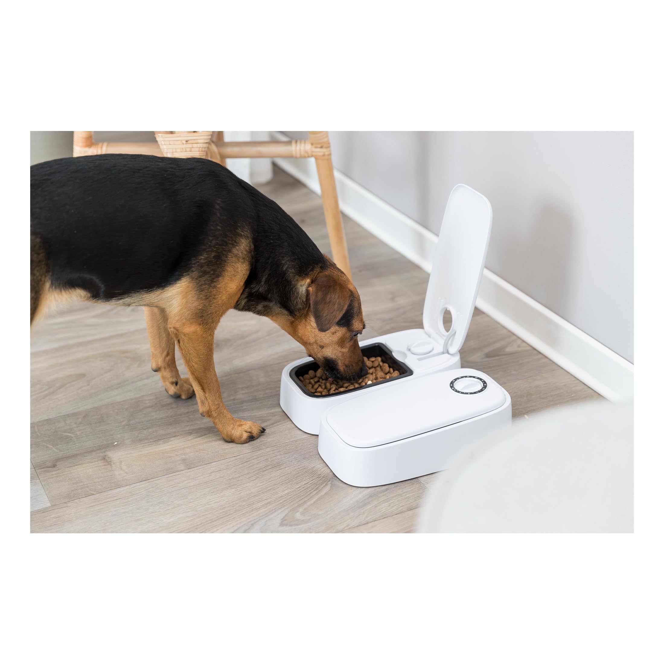 Powell Peralta Dragon Formula Rat Bones II Skateboard Wheels - Off