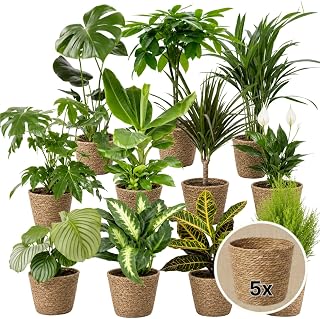 Pflanze Plus | Set sorpresa de plantas de interior | Lote de 5 plantas con cesta de junco marino | Planta de interior fácil de cuidar
