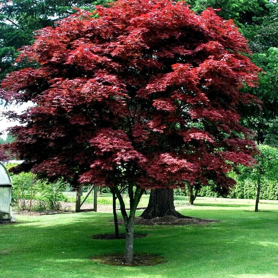 40 Semi Di Acer Palmatum &ndash; Acero Giapponese &ndash; Ideale Per Bonsai &ndash; Foglia Piccola