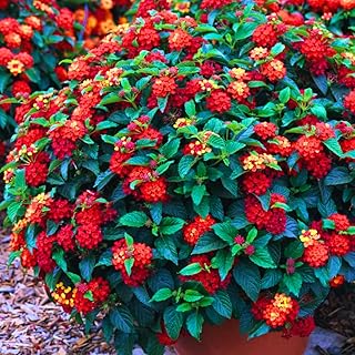 2 Red Lantana Plants Live, Lantana Live Plants for Planting Outdoors, Perennial Lantana Flowers, 4-9 Inch Tall