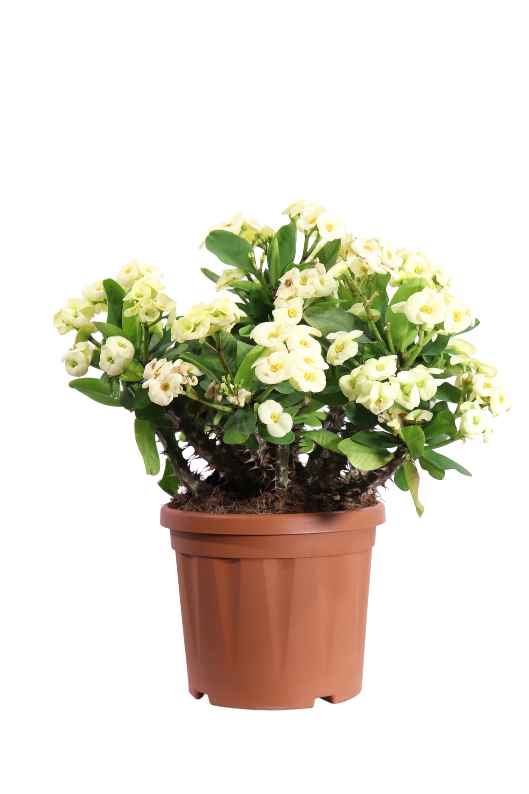 Pianta di Euphorbia X Lomi pianta grassa ornamentale da esterno pianta vera succulenta fiori vari colori venduta da eGarden.store (Giallo v.24 cm)