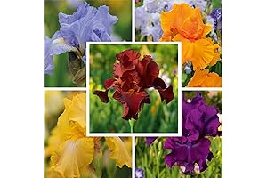 50pcs Mixed Color Iris Seeds Bouquet,Perennial Flower Pre Germed Home Garden Decor
