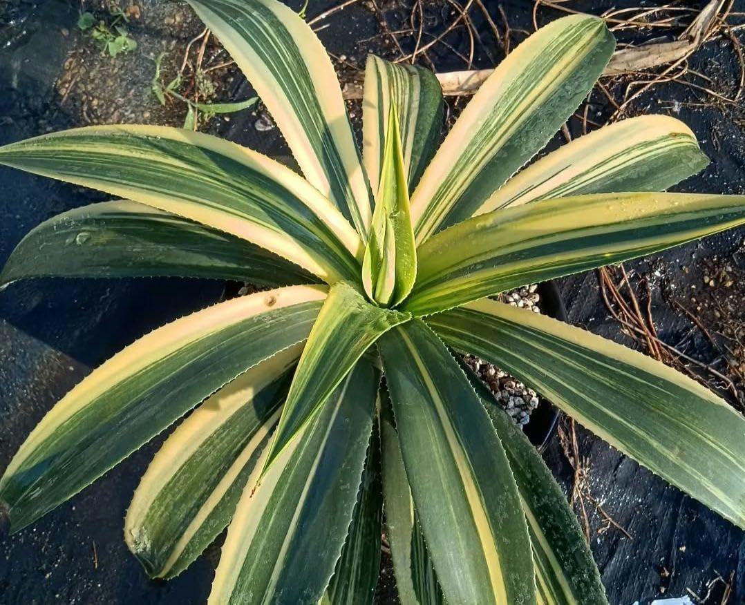 【アガベ　笹の雪虎斑　標本サイズ】　鉢込みメルカリ便 アガベ 笹の雪虎斑 標本サイズ】 鉢込みメルカリ便 アガベ 笹の雪虎斑 【