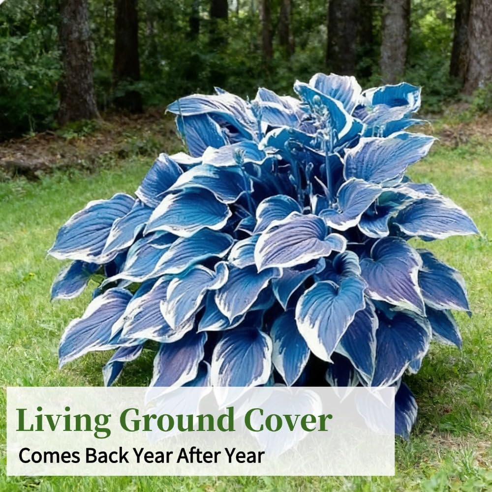 Hosta Seeds, Blue Hosta Seeds for Planting, Perennial Blue Hosta Flowers, Shade-Loving Ornamental Ground Cover for Garden, Patio, Indoor & Outdoor, 100Pcs - 5