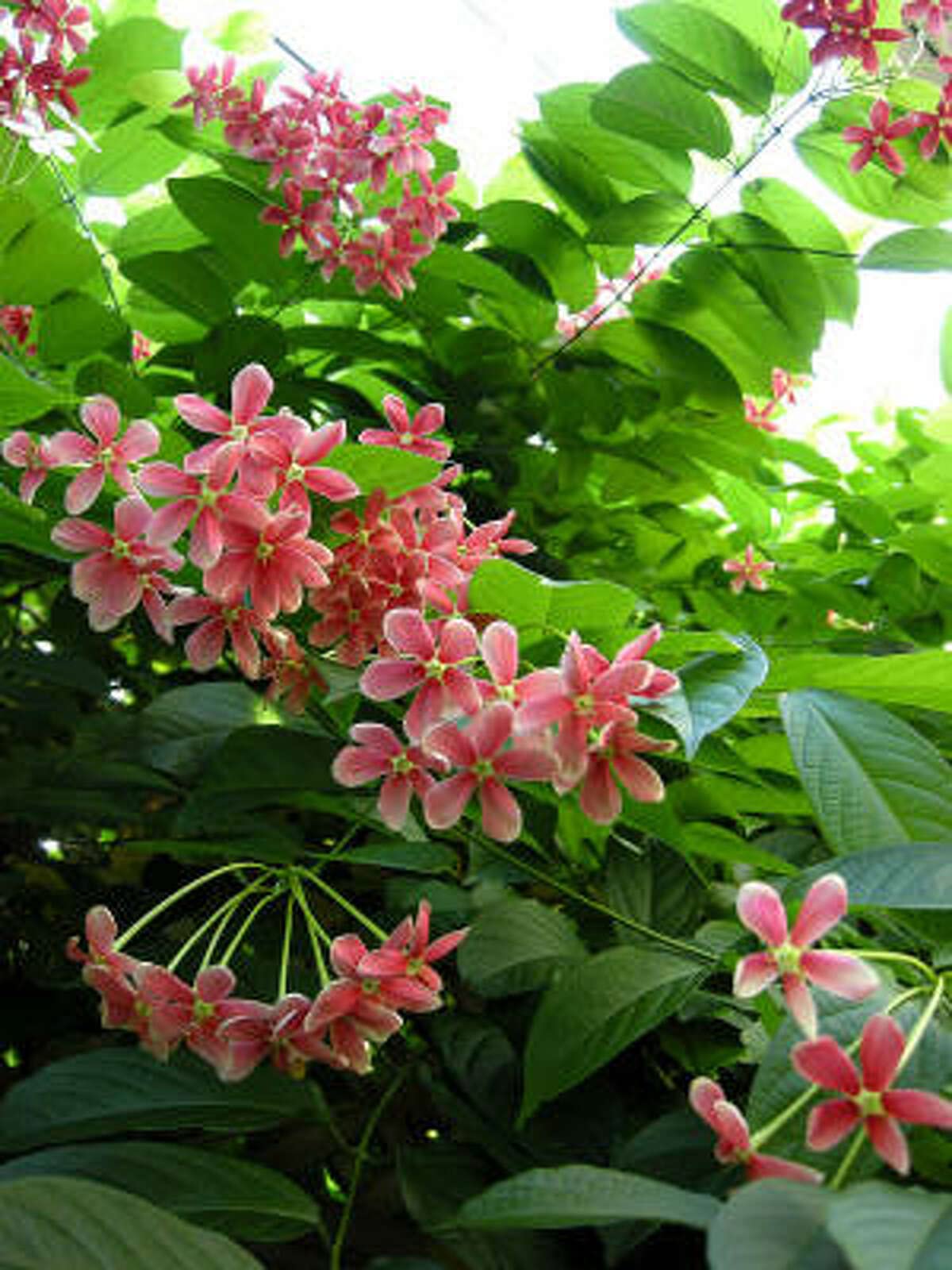 Mphmi Live Plant Nursery NCR Plants Creeper Rose - Plant Rangoon Creeper Burma Combretum Indicum Plants (B0C3BLXNC2) Amazon Price History, Amazon Price Tracker