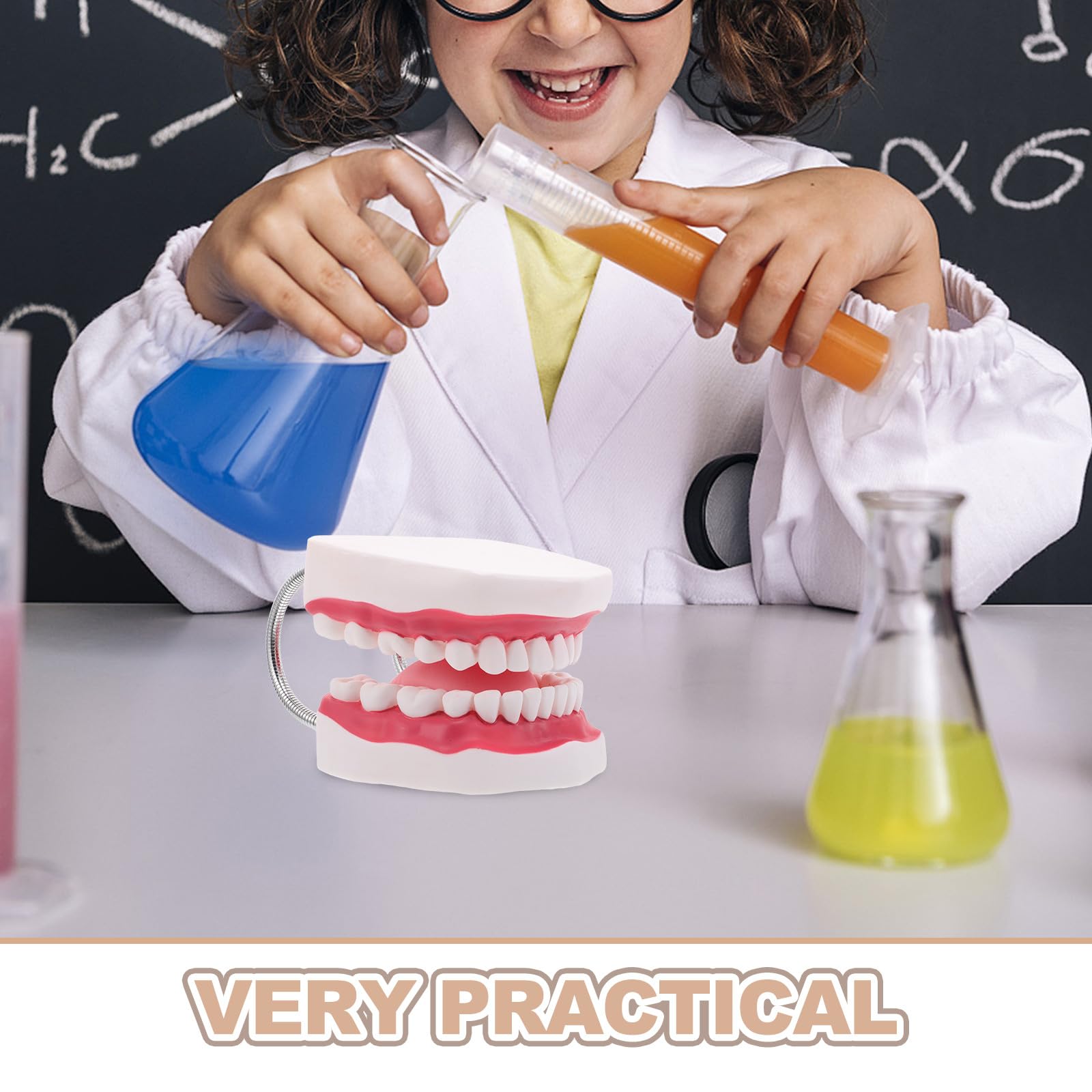 Ciieeo Modello di Protesi Dentaria Ortodontica per Insegnamento Modello di Denti per Studenti di Odontoiatria con Mascella Superiore e Inferiore Gengive e Lingua