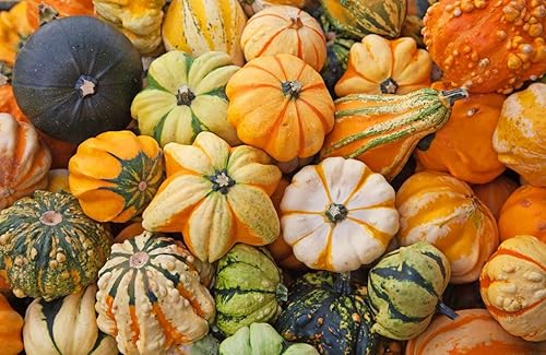 Semillas ornamentales de mezcla de calabaza gigante, vegetales tradicionales para plantar 10 semillas decorativas únicas sin OMG