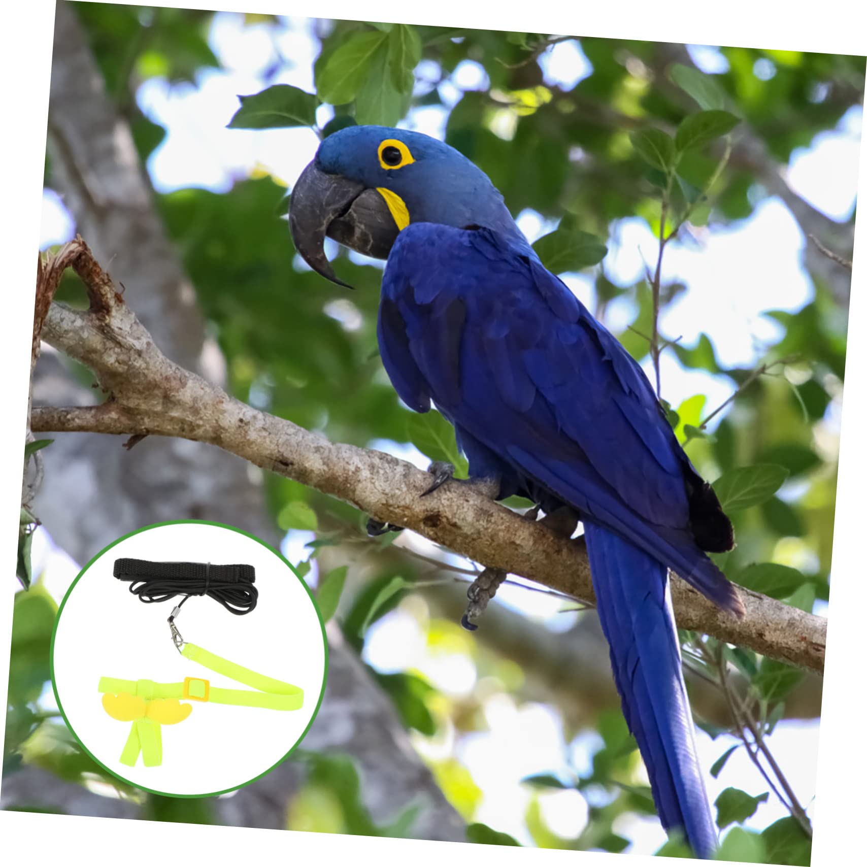 Beavorty 4stücke Pet Vogel- Set Für Papageien Einstellbare Trainingsleine Für Vögel Elastisches Zubehör Für Sichere Ausflüge Und Outdoor-Training Geeignet Für Wellensittiche Und