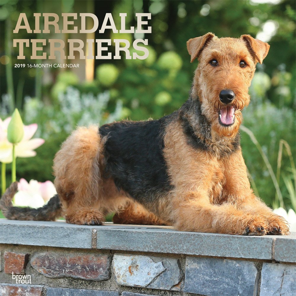 Download Book Airedale Terriers 2019 12 x 12 Inch Monthly Square Wall Calendar with Foil Stamped Cover, Animal Dog Breeds (Multilingual Edition) No Survey