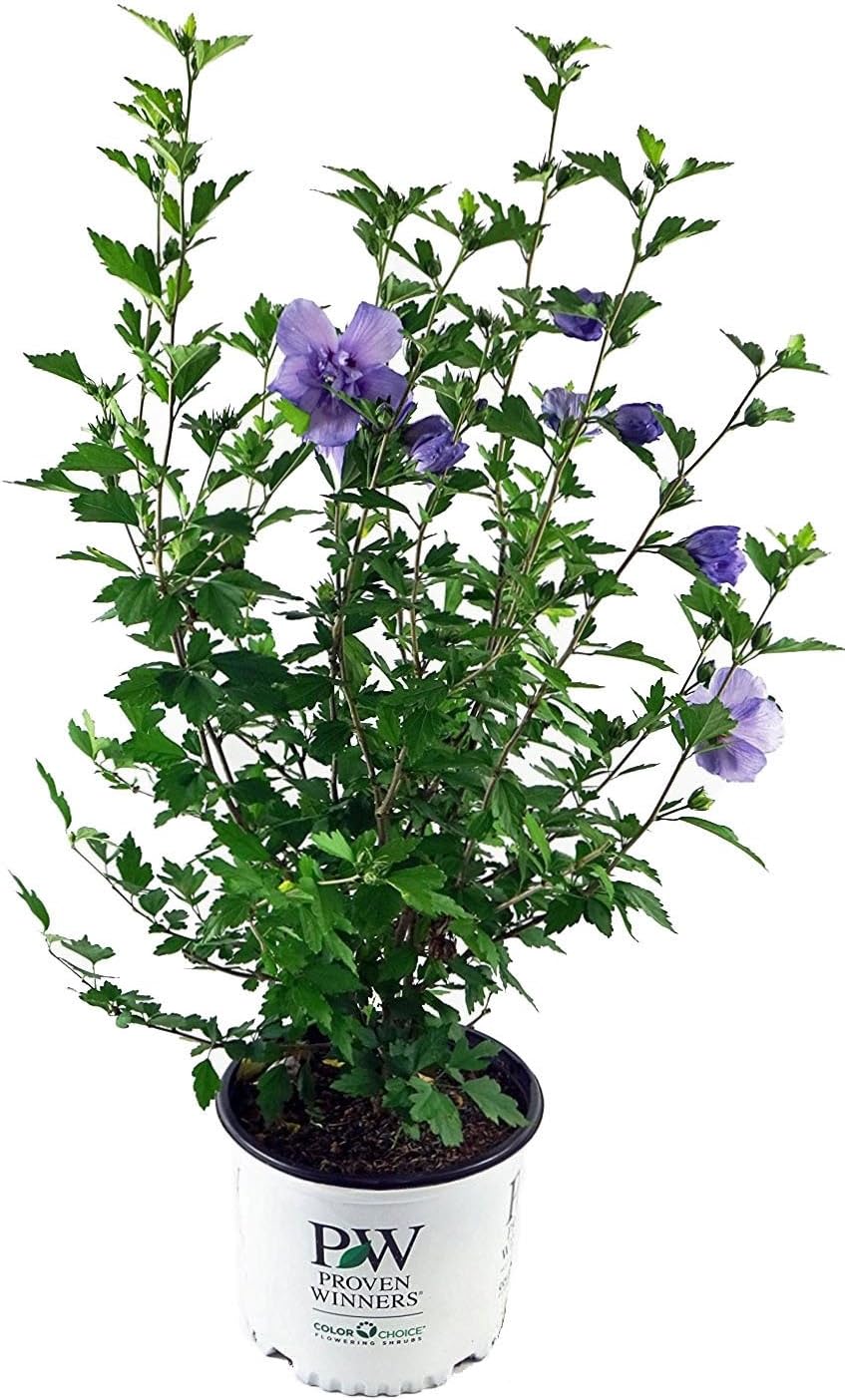 Green Promise Farms Hibiscus syr. `Blue Chiffon` (Rose of Sharon) Shrub, 3 Size Container