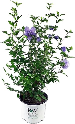 Miniatura 2 de Green Promise Farms Jerro de hibisco. Arbusto de gasa azul (rosa de Sharón), contenedor de 3 tamaños