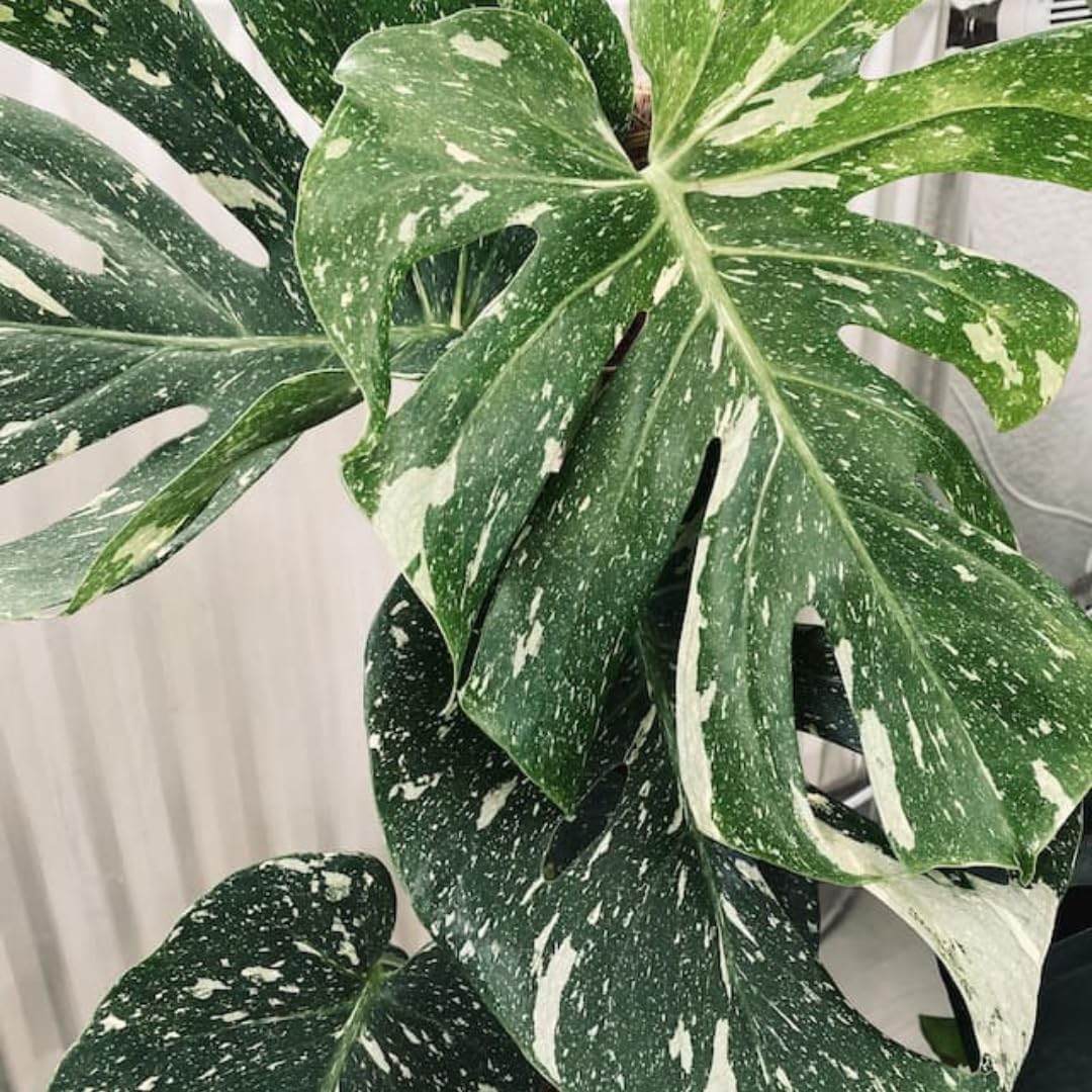 Thai Constellation Monstera Plant, Live Variegated Monstera Houseplant, 4-6 Inches Tall for Indoor or Outdoor Planting