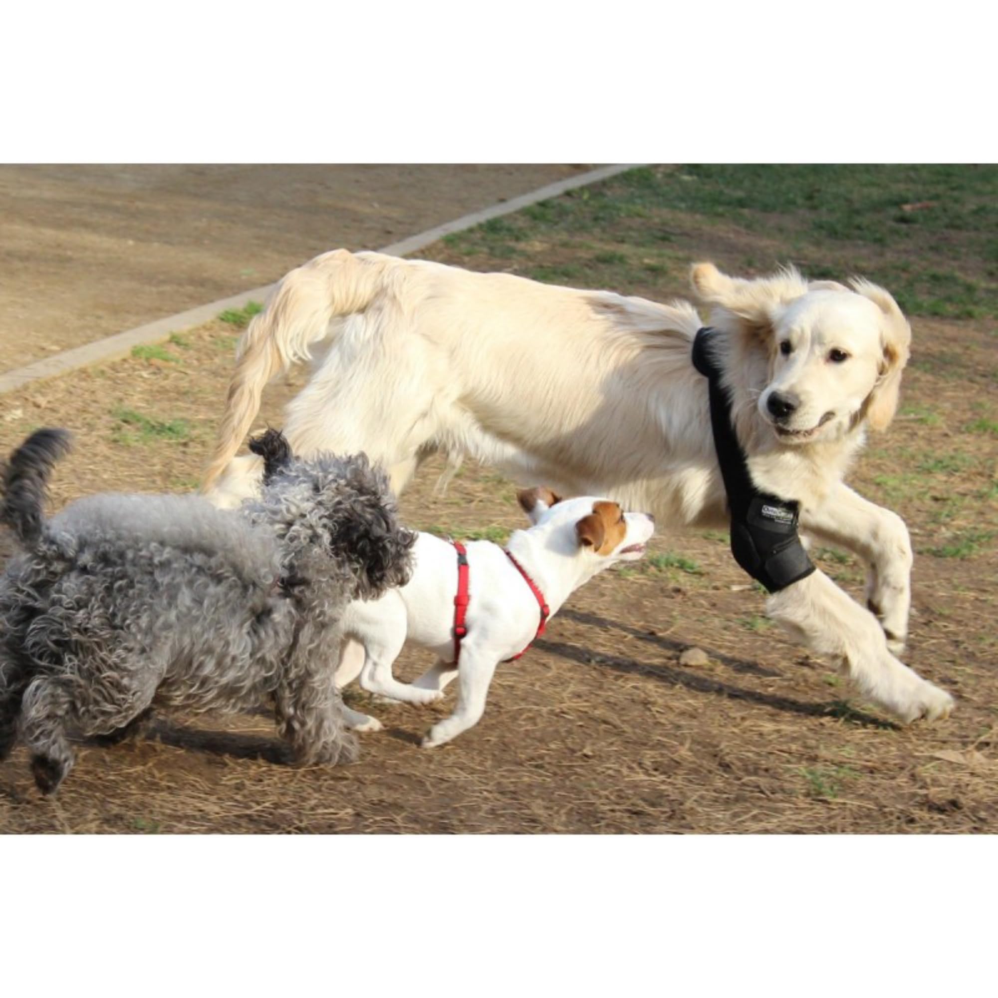 Ortocanis - Ortesis de Codo para Perros con Artritis de Codo, Higromas o Dislocación de Hombro, Talla M