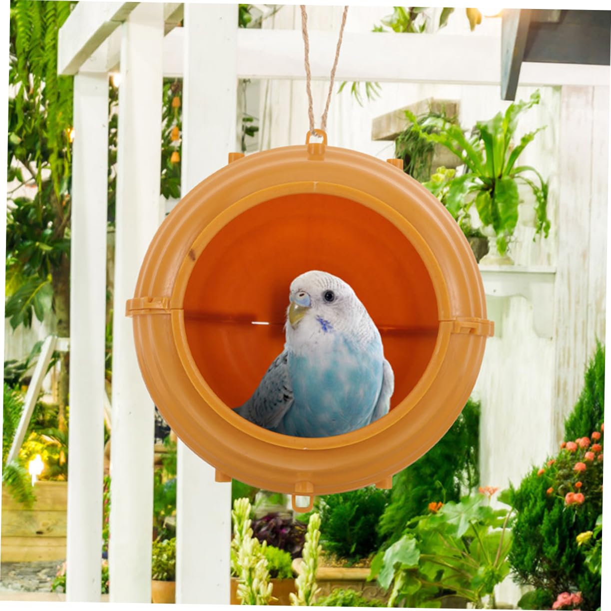 希少 天然 鳥の巣 インテリア ハタオリドリ科 オス メス 天然 希少 鳥