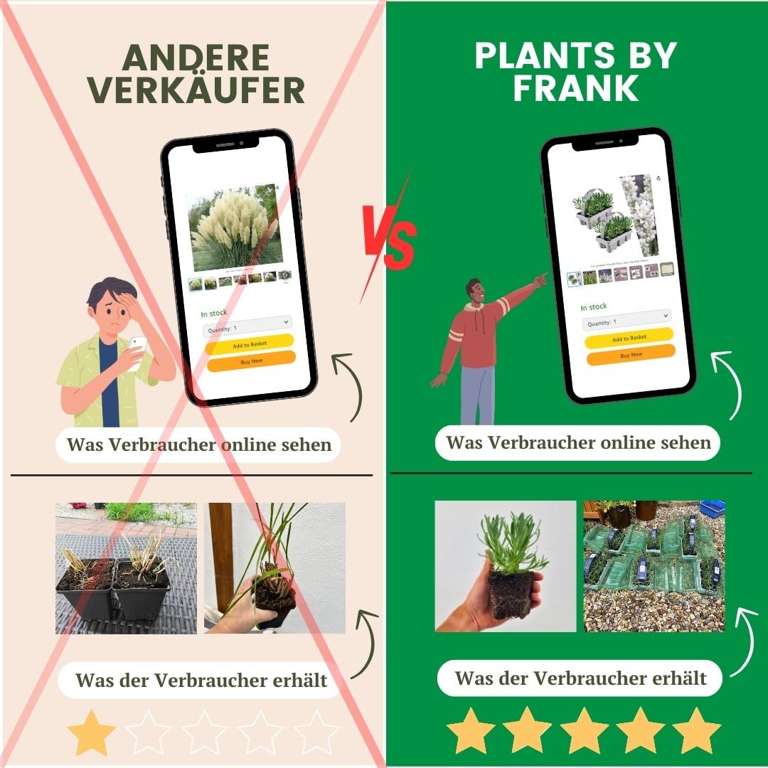 Plants by Frank | 6 Eisenkraut Pflanzen | Verbena bonariensis | Stauden | Winterhart Mehrjährig | Blauviolette Blütenfarbe | Sommergrün | Gartenpflanzen