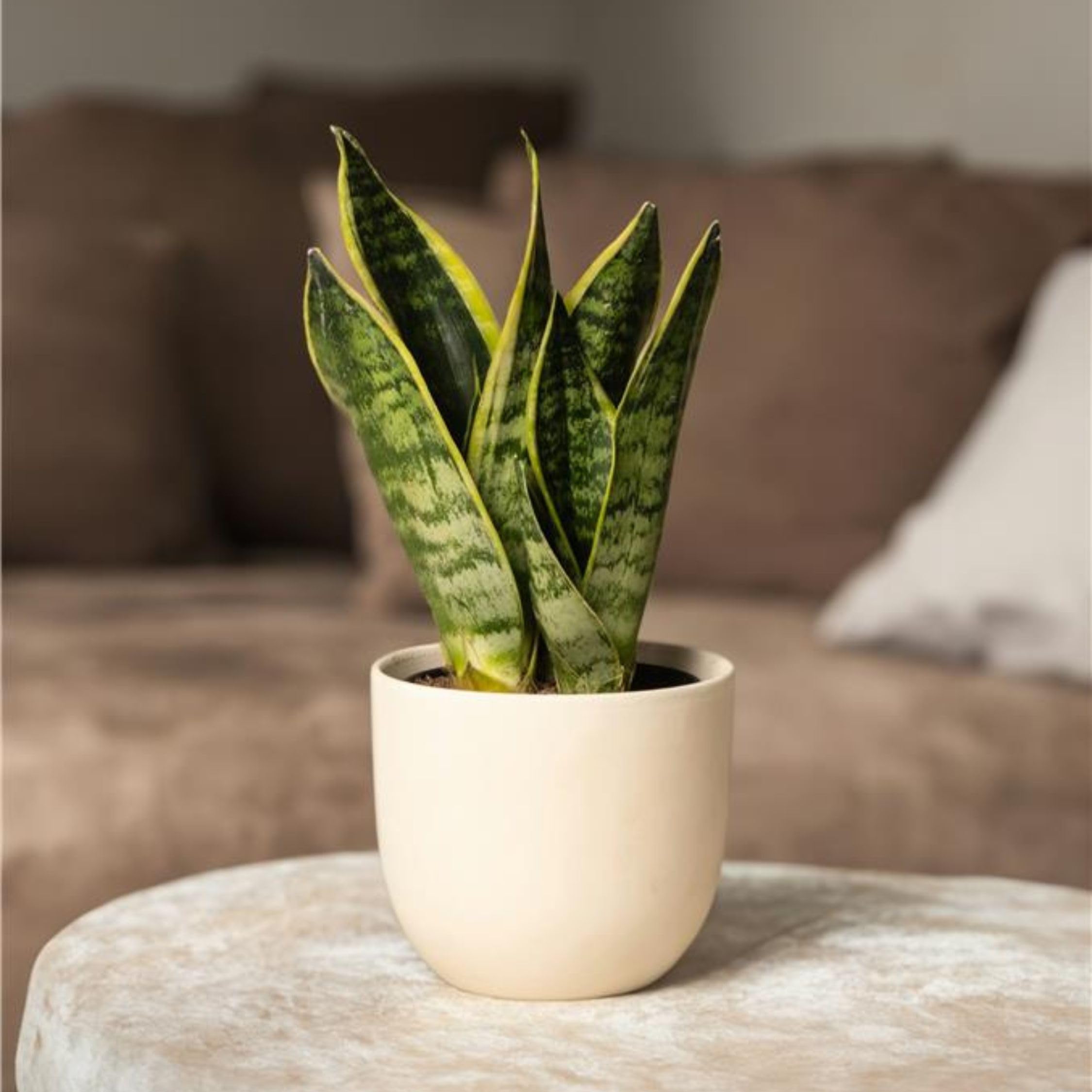 Plant in a Box - Sansevieria trifasciata 'Futura Superba' - Set di 4 - Lingua di suocera - Vaso 12cm - Altezza 35-40cm