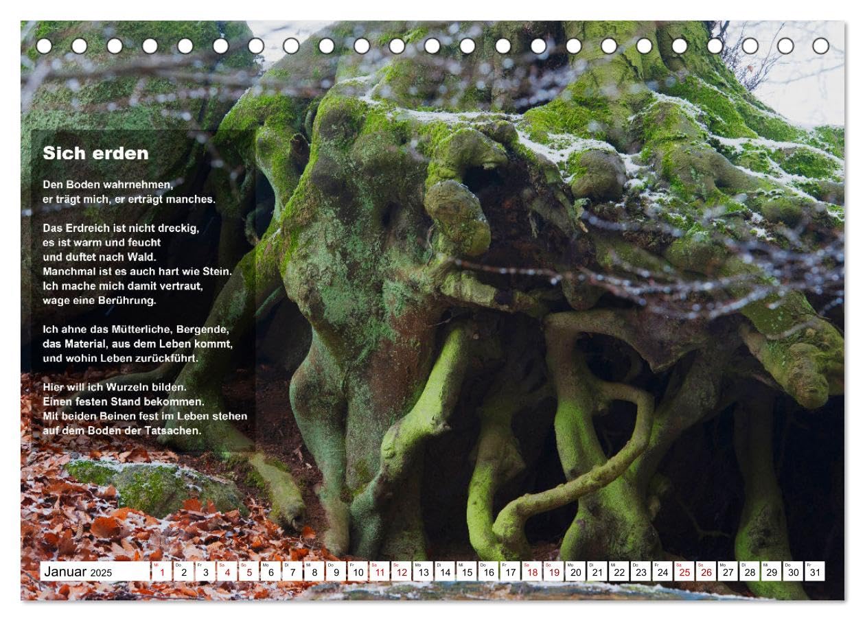 Stehen wie ein Baum (Tischkalender 2025 DIN A5 quer), CALVENDO Monatskalender: Bäume ermutigen zum aufrechten Stehen, zum Durchstehen von Situationen. (CALVENDO Glaube)