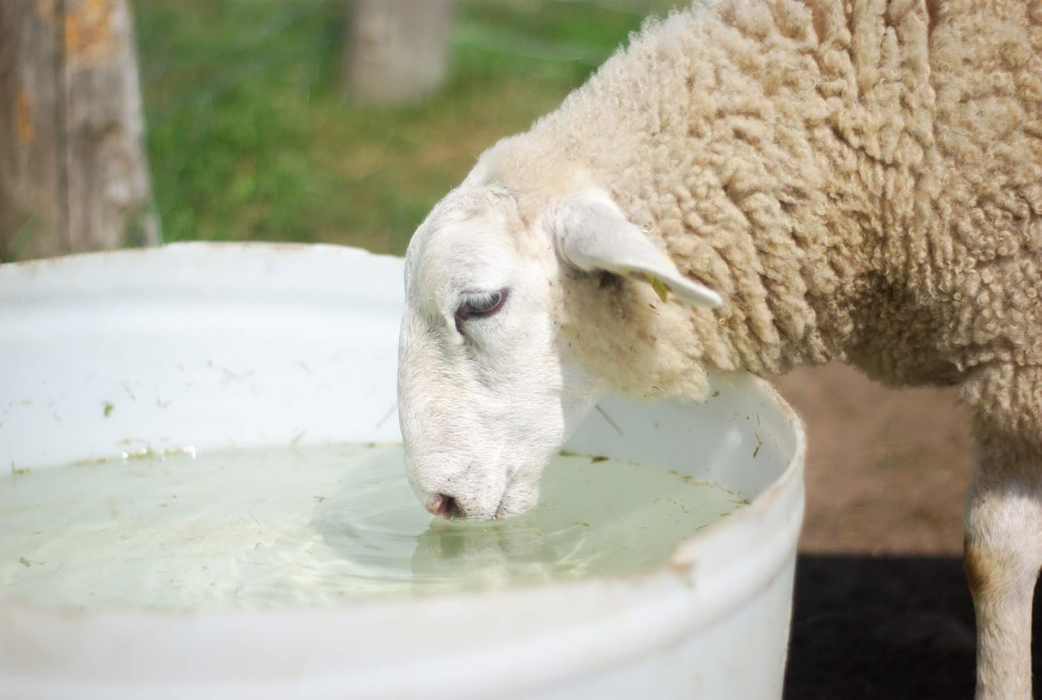 Show FresH2O Livestock Water Treatment for Drinking Water - Effectively Eliminates Chlorine & Removes Related Odor in Drinking Water, Easy to Use, Treats Up to 150 Gallons of Chlorinated Water - 16oz : Patio, Lawn & Garden