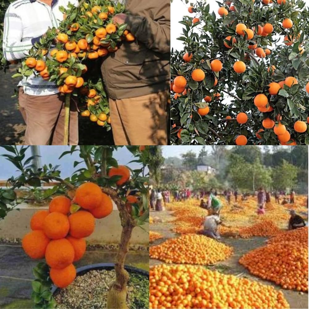 Dishita - Go Green Live Sweet Orange Plant Tangerine (Santra) Origin Darjeeling - Juicy Citrus Fruit Tree for Home Garden - Compact Size, Easy to Grow
