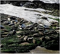 Vista 1 de 3dRose Seals at the Coast at the Carpinteria Harbor Seal Rookery. 11x12 Wash Cloth for Face and Body