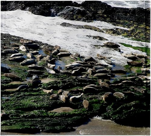 3dRose Seals at the Coast at the Carpinteria Harbor Seal Rookery. 11x12 Wash Cloth for Face and Body