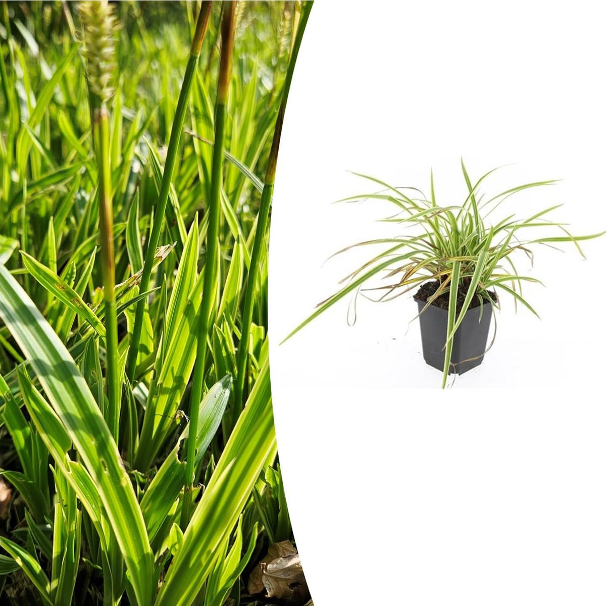 Carex morrowii 'Aureovariegata' | 48 sztuk - 10-25cm - Ø9cm - Roślina ogrodowa