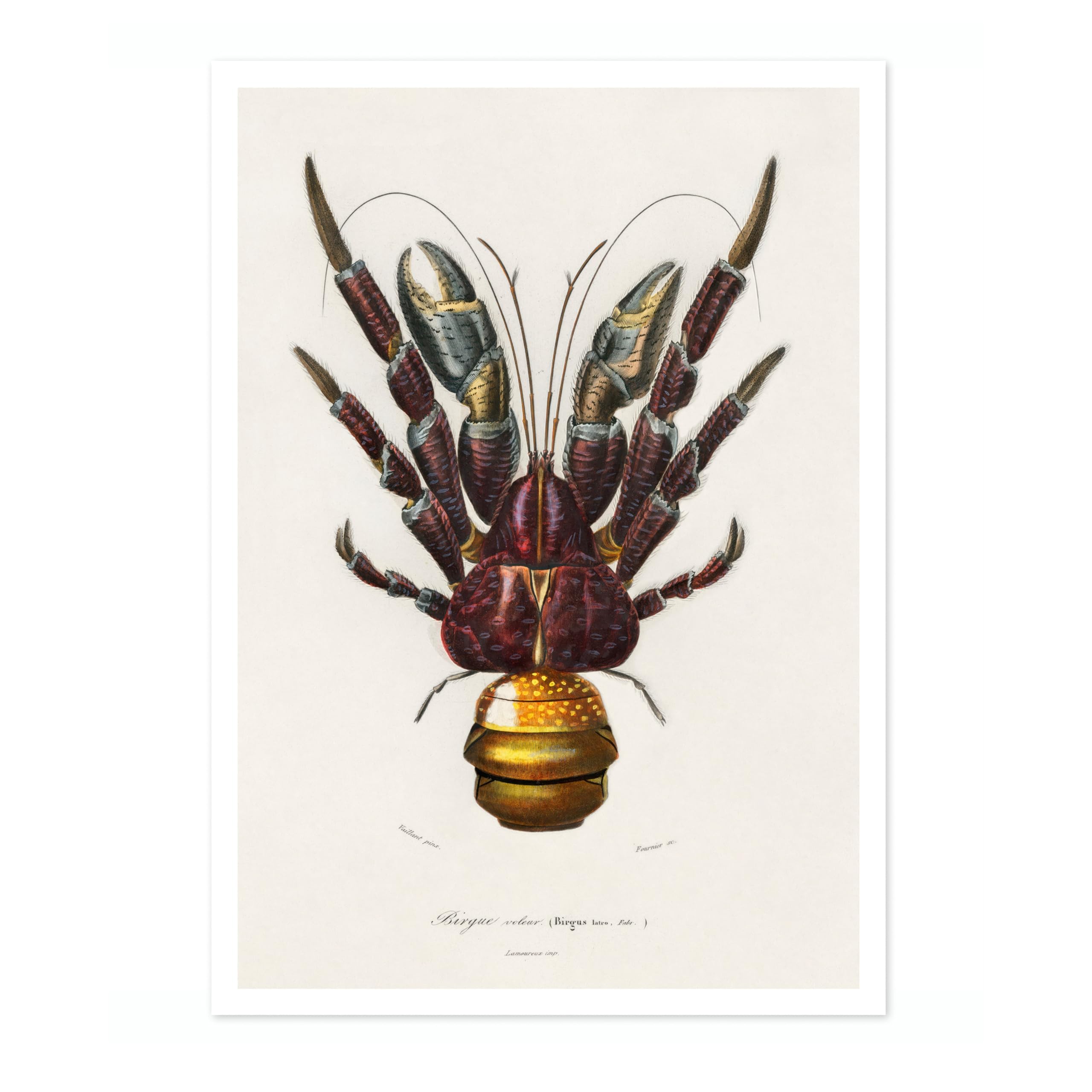 Animato Coconut Crab Charles Dessalines D'Orbigny Poster, Vintage Botanical Prints, Encyclopedia Retro Wall Art Home Decor, Archival Matte, A5 (Print Only) - 21x14.8cm