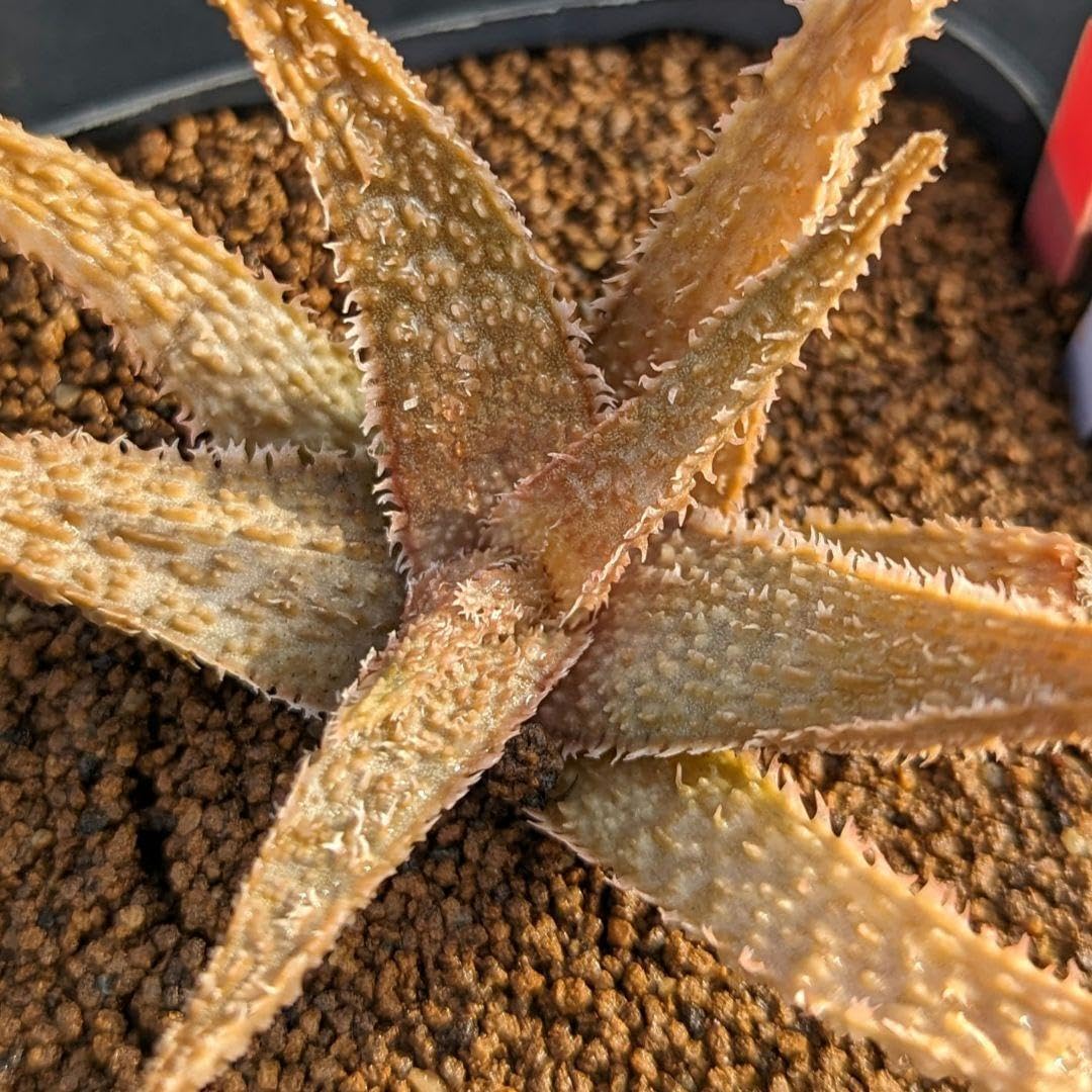 Amazon.co.jp: レア多肉植物シリーズアロエ属アンジェロinわけけのお店