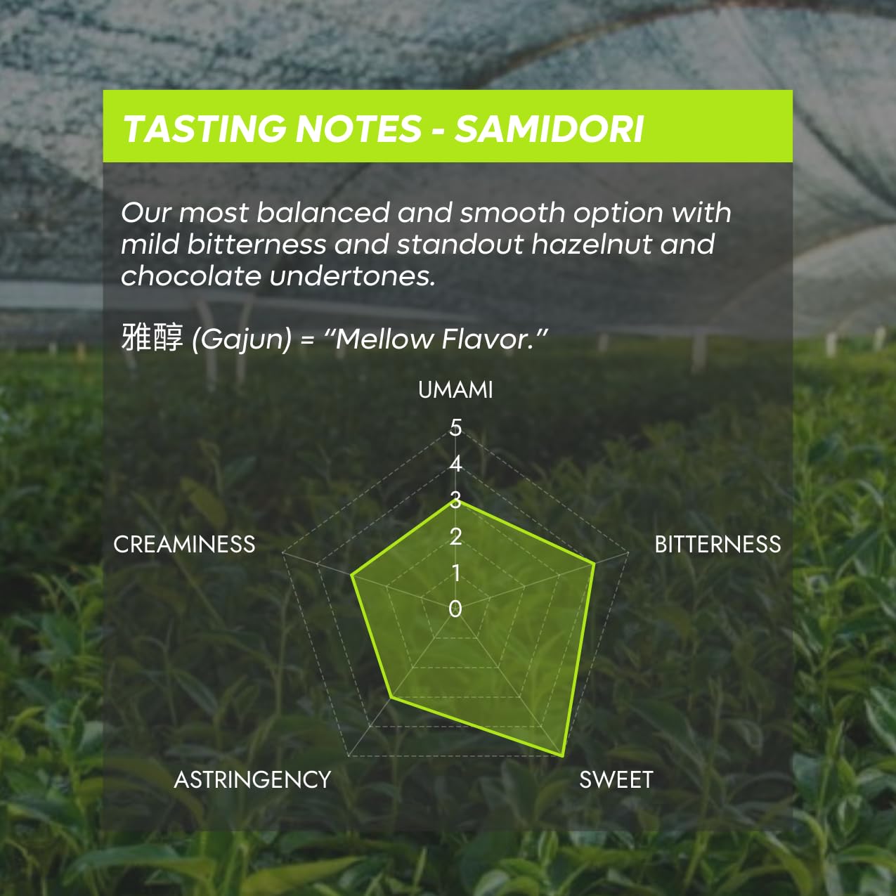 Chazoku Samidori 35g Tin Matcha Green Tea Powder - Single Cultivar - Super Ceremonial Grade - Traditional Japanese — view 2