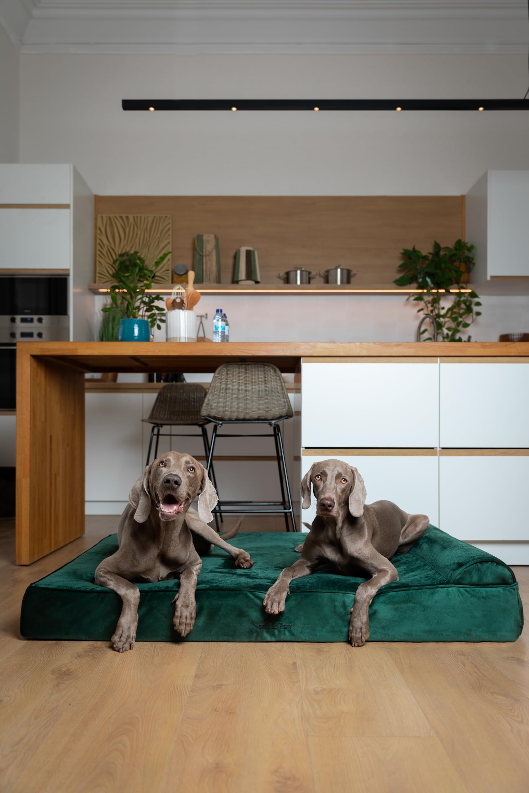 Noah & Paw Giant Pies Legowisko XXL 55x45x11 cale, Orthopedic Pies Beds, Eggshell Memory Pianka Infused z Żel chłodzący, Wodoodporny, Machine Można prać (Velvet Kolekcja)
