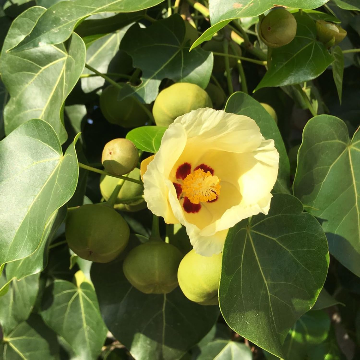 Hug A Plant | Poovarasu (Thespesia Populnea) Portia Tree/Pacific Rosewood, Flowering/Ornamental Live Plant (Home & Garden) (B0CJXQNMMW) Amazon Price History, Amazon Price Tracker