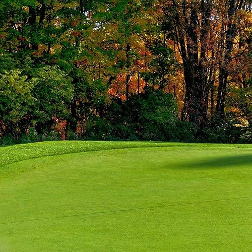 Semillas rastreras BentGrass, 5 libras