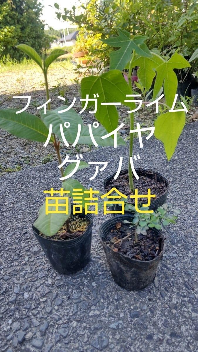 マンリョウ（万両） - 庭木図鑑 植木ペディア 【縁起木/縁起物】大