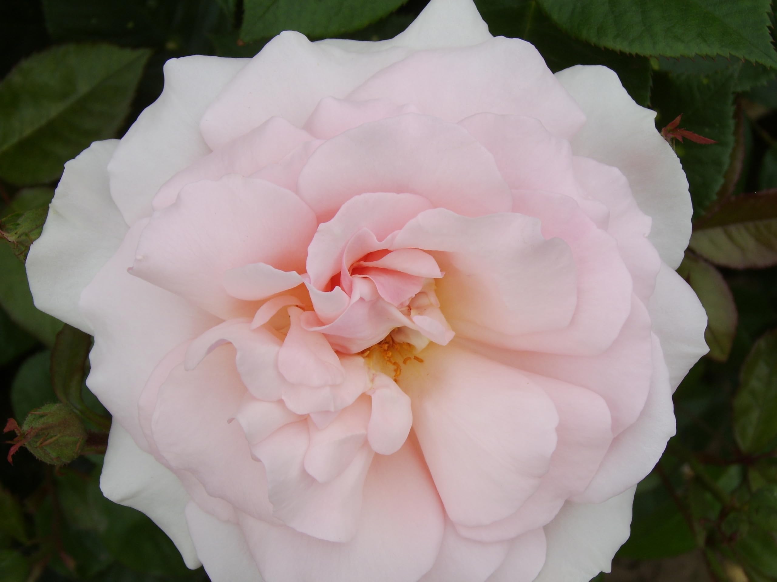 Offen【Reborn project】ROSE-pointed /WHITE A Whiter Shade of