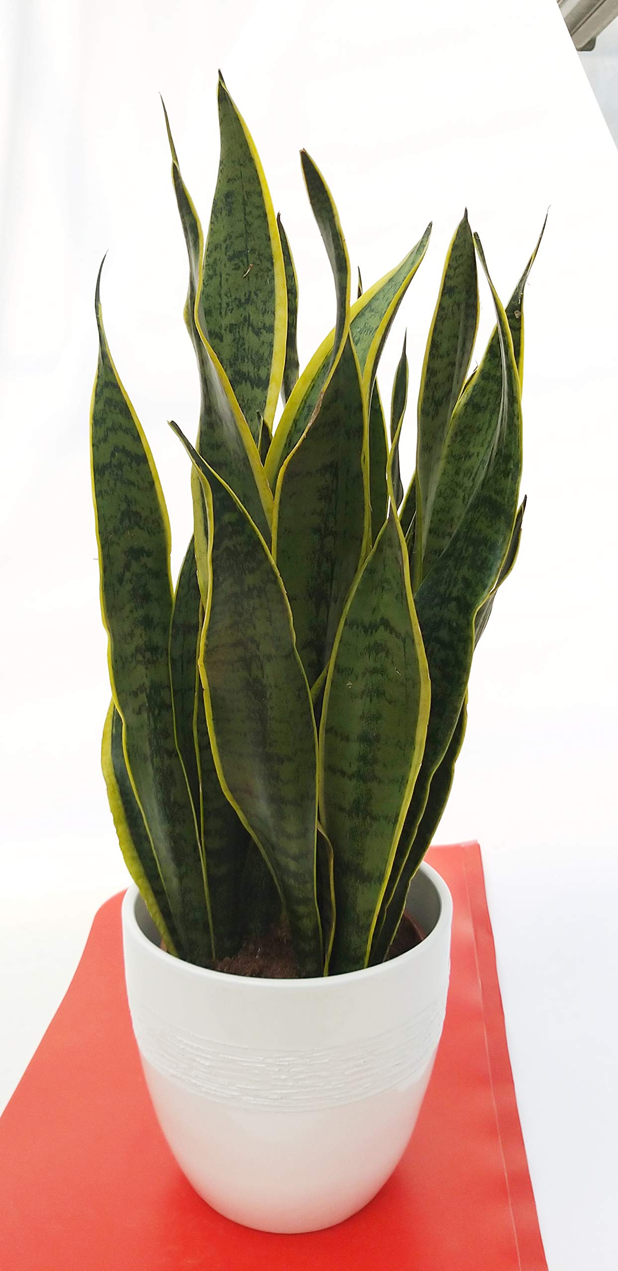 POWERS TO FLOWERS - SANSEVERIA LAURENTII XL IN VASO CERAMICA BIANCO, Altezza 65cm, pianta vera