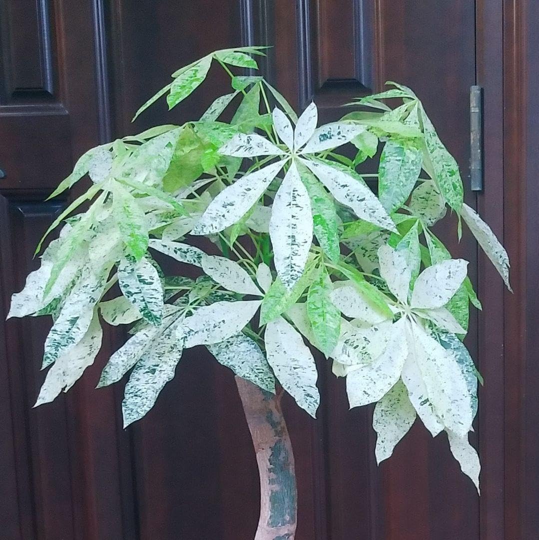 パキラ ミルキーウェイ 3号 小型パキラ 斑入り パキラ ミルキーウェイ